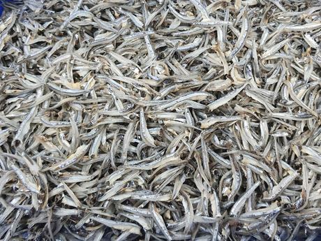 Dried Anchovy