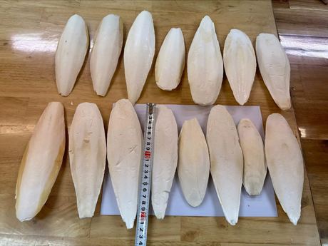 Dried Cuttlefish Bone