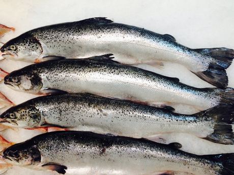 Fresh Salmon