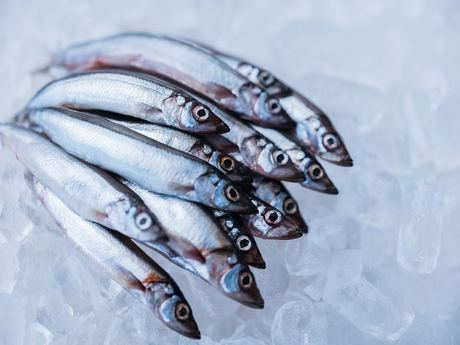 Frozen Capelin