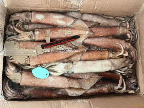 Frozen Illex Squid