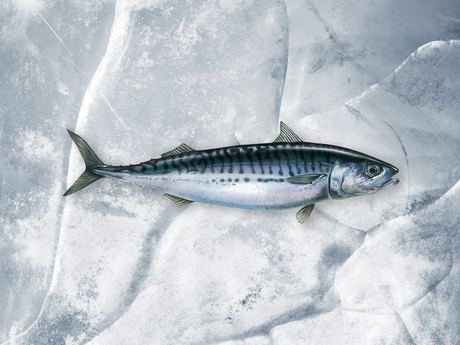 Frozen Mackerel