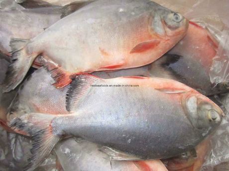 Frozen Red Pomfret