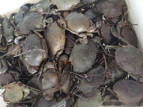 Live Mud Crab