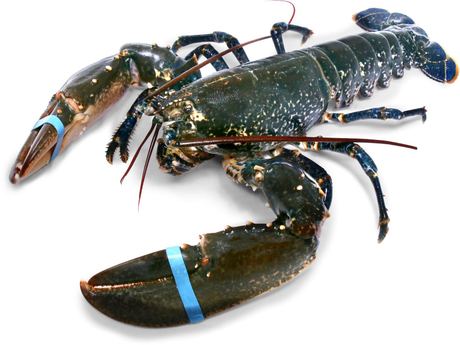 Lobster (live & frozen)