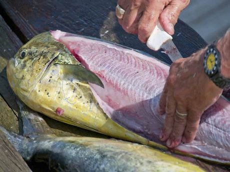 Mahi Mahi