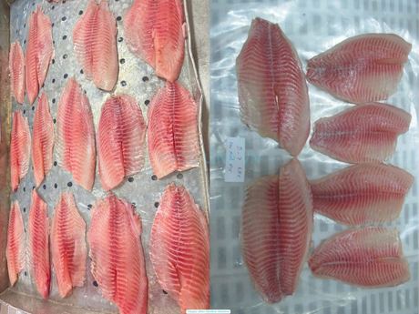Tilapia Fillet